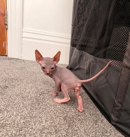 Entzückende Sphynx-Kätzchen: 2 Kater, 4 Katzen
