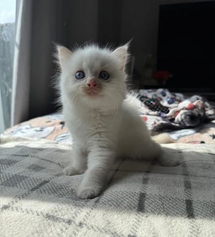 reinrassige Ragdoll-Kätzchen