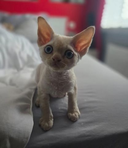 Wunderschöne Devon-Rex-Kätzchen