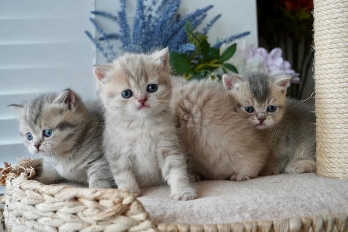 ✨ Seltene & einzigartige Munchkin-Kätzchen – bereit zur Reservierung ✨