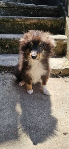 Sheltie FCI Junge