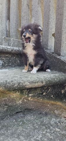 Sheltie FCI Junge
