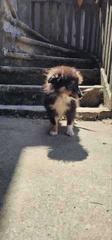 Sheltie FCI Junge
