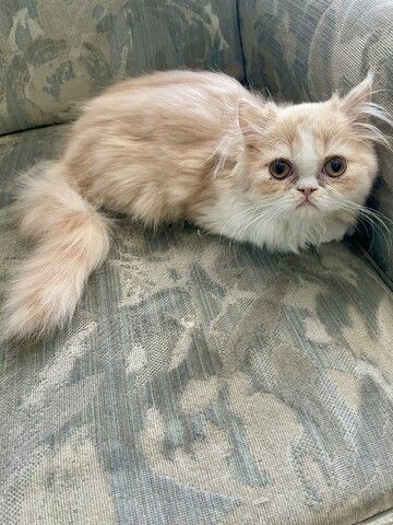 Perser Katze