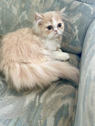 Perser Katze
