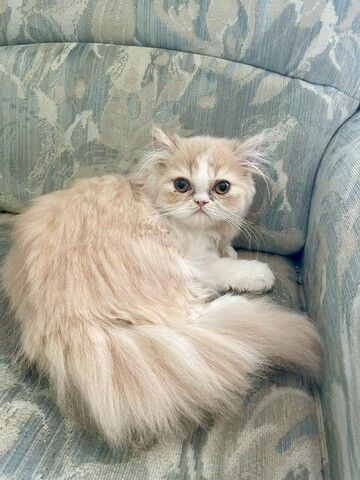 Perser Katze