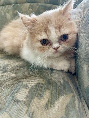 Perser Katze