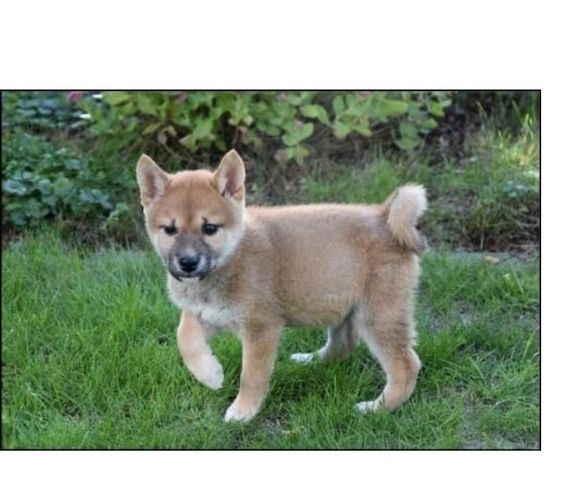 Bezaubernde Shiba-Inu-Welpen