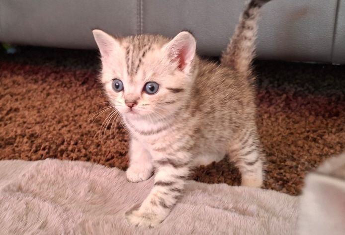 Britisch Kurzhaar (BKH) Kätzchen abzugeben ❤️🐾