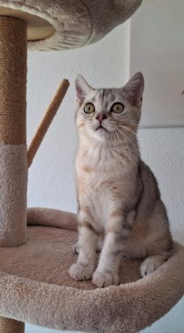Britisch Kurzhaar (BKH) Kätzchen abzugeben ❤️🐾