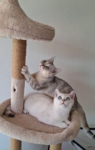 Britisch Kurzhaar (BKH) Kätzchen abzugeben ❤️🐾