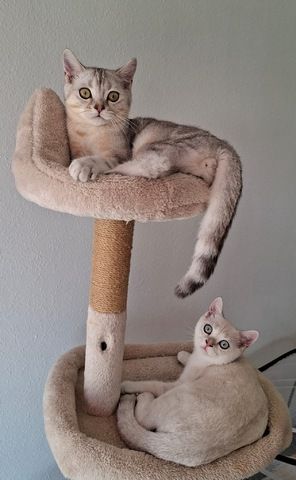 Britisch Kurzhaar (BKH) Kätzchen abzugeben ❤️🐾