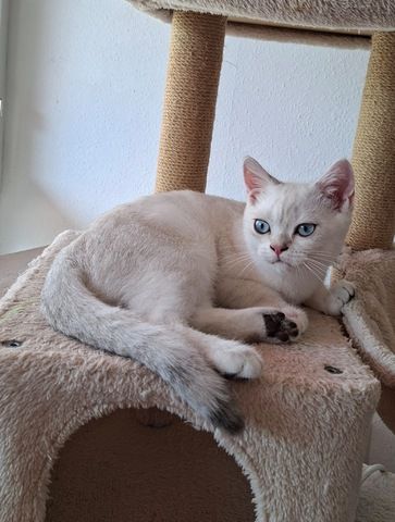 Britisch Kurzhaar (BKH) Kätzchen abzugeben ❤️🐾