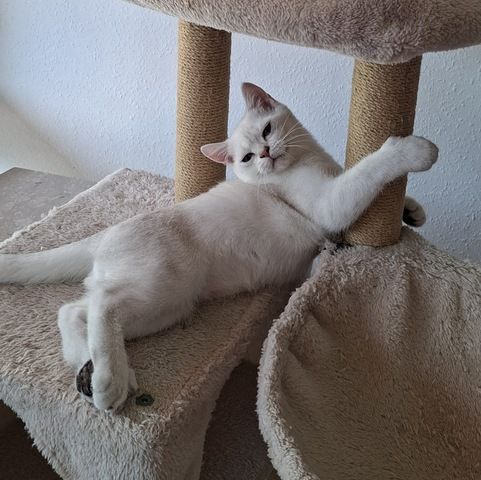 Britisch Kurzhaar (BKH) Kätzchen abzugeben ❤️🐾