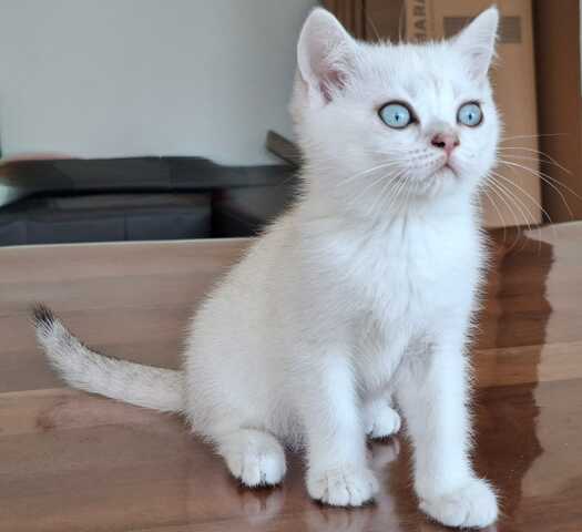 Britisch Kurzhaar (BKH) Kätzchen abzugeben ❤️🐾