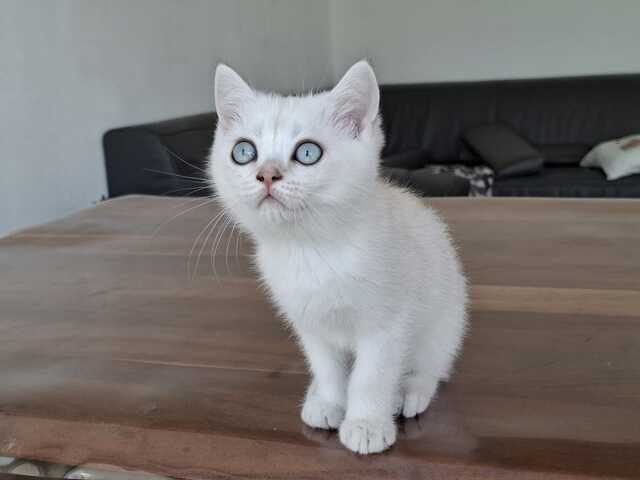 Britisch Kurzhaar (BKH) Kätzchen abzugeben ❤️🐾