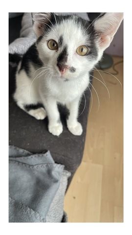 Süße Katzen suchen ein neues Zuhause