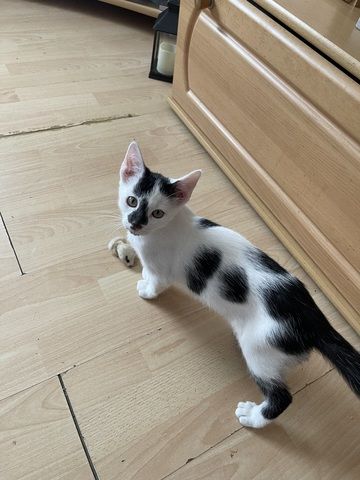 Süße Katzen suchen ein neues Zuhause