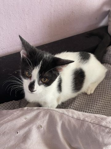 Süße Katzen suchen ein neues Zuhause