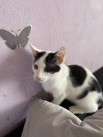 Süße Katzen suchen ein neues Zuhause