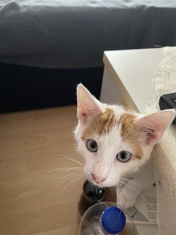 Süße Katzen suchen ein neues Zuhause