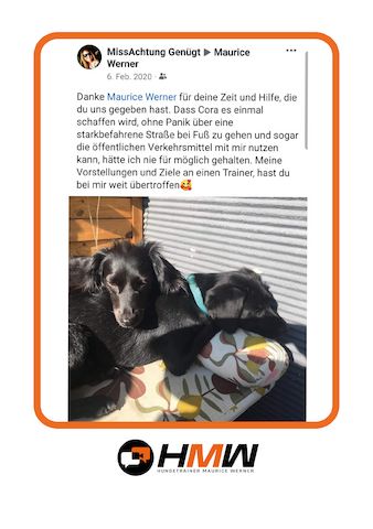 Professionelles Hundetraining – Persönlich oder auch via Video