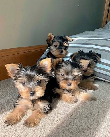 Yorkshire-Terrier-Welpen suchen ein neues Zuhause.
