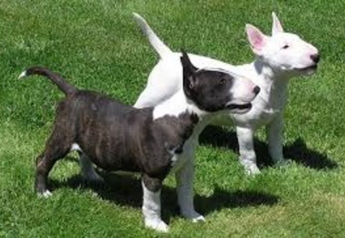Mini Bull Terrier welpen m w