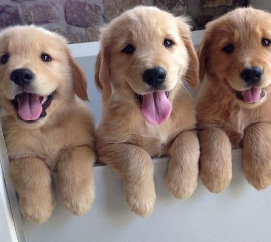 Golden-Retriever-Welpen suchen ein neues Zuhause.