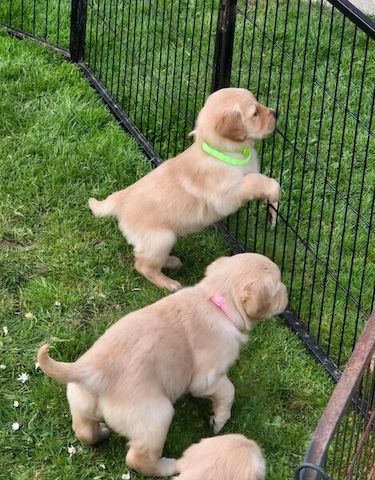Golden-Retriever-Welpen suchen ein neues Zuhause.