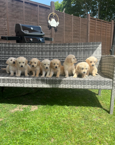 Golden-Retriever-Welpen suchen ein neues Zuhause.