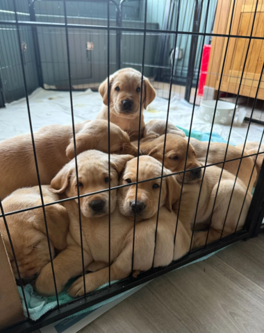 Labradorwelpen zu adoptieren.