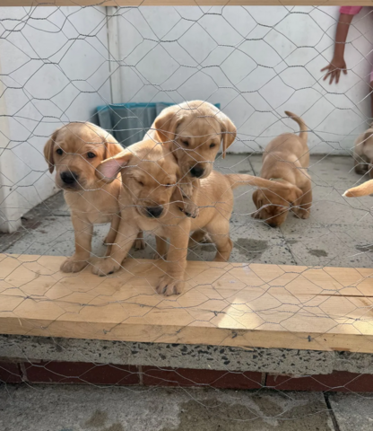 Labradorwelpen zu adoptieren.