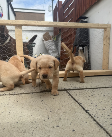 Labradorwelpen zu adoptieren.