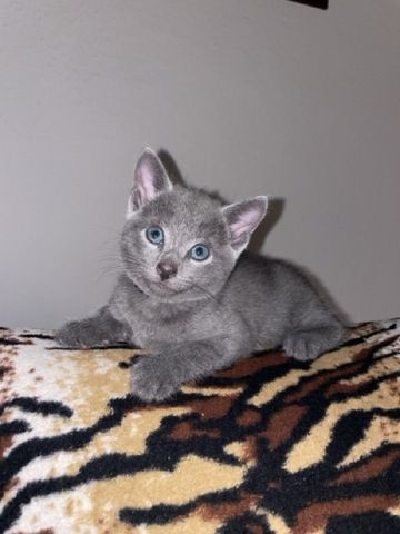 Wunderschöne Russisch Blau Kitten suchen liebevolles Zuhause
