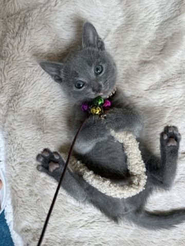 Wunderschöne Russisch Blau Kitten suchen liebevolles Zuhause