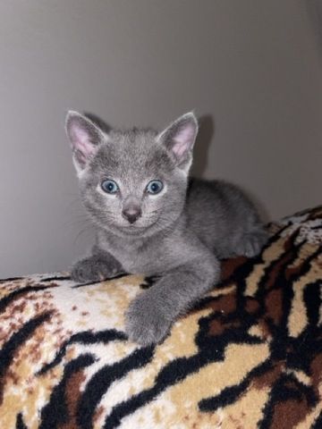 Wunderschöne Russisch Blau Kitten suchen liebevolles Zuhause