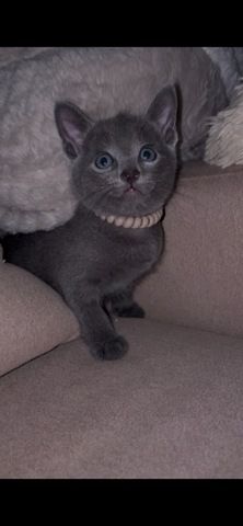 Wunderschöne Russisch Blau Kitten suchen liebevolles Zuhause
