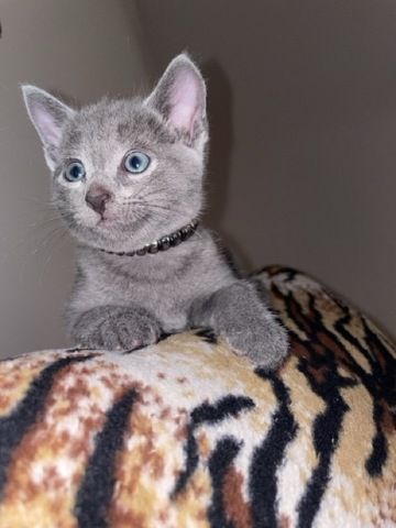 Wunderschöne Russisch Blau Kitten suchen liebevolles Zuhause