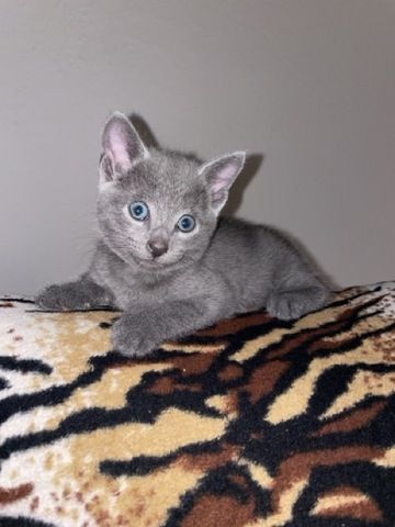 Wunderschöne Russisch Blau Kitten suchen liebevolles Zuhause