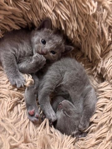 4 Wunderschöne Russisch Blau kitten