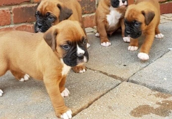 Boxerwelpen abzugeben.