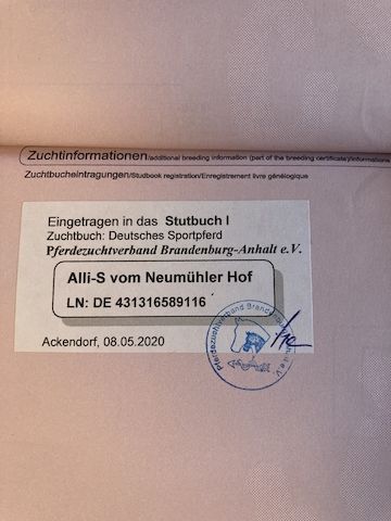Herzensstute