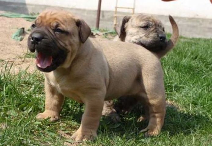 Boerboel Welpen. WhatsApp: +44 7469 456352