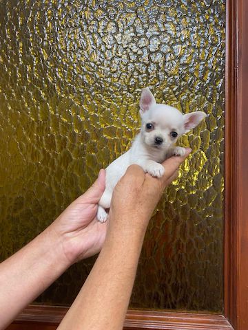 Mini toy Chihuahua Welpen