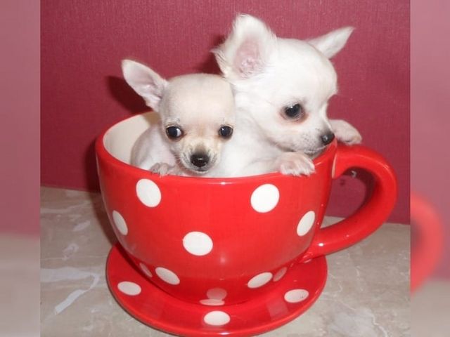 Mini toy Chihuahua Welpen