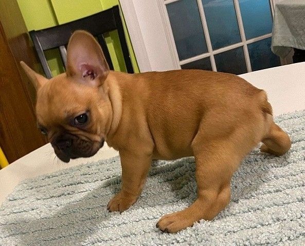 Französische Bulldogge