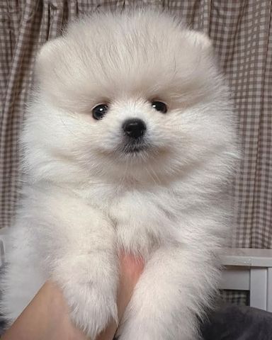pomeranian welpen