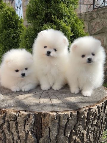 pomeranian welpen