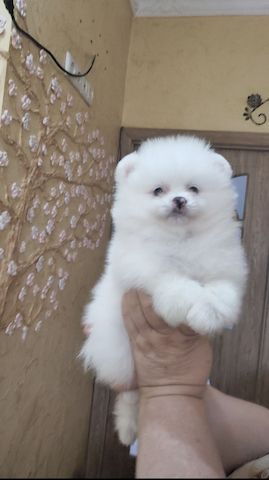 pomeranian welpen